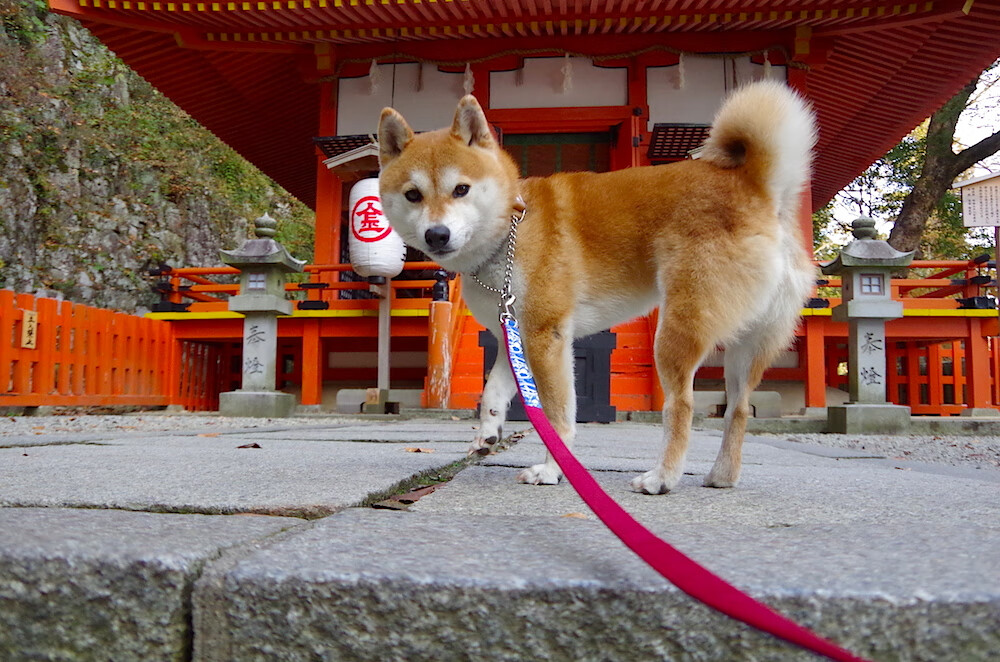 巴萨客场凯旋,球员高位输出还原总冠军气势,巴萨史诗级逆转