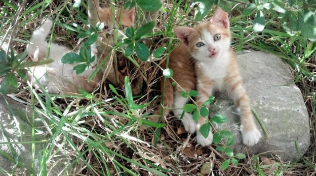 曼城主场大胜诺里奇，进攻火力全开，曼城vs里昂预测