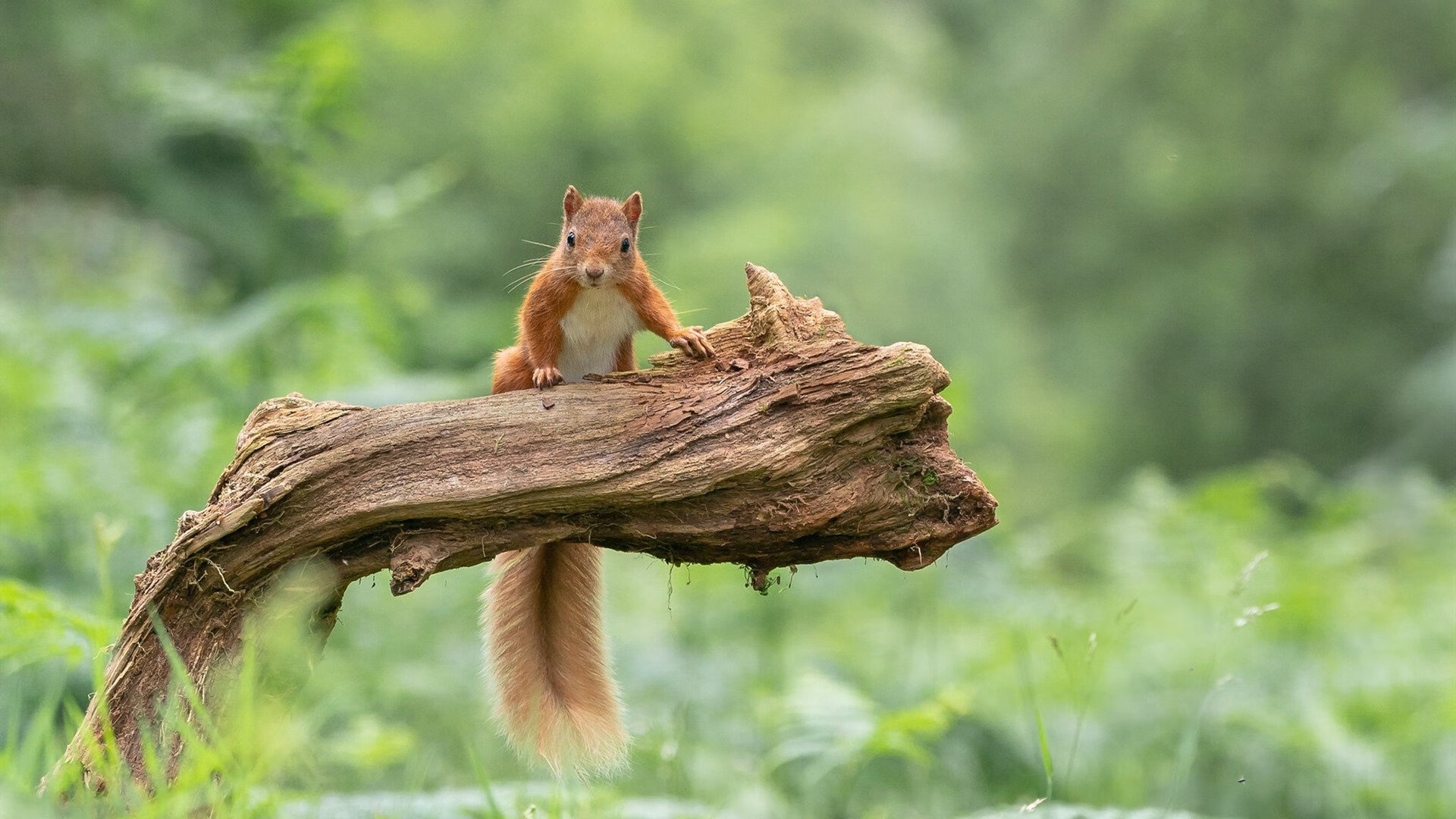 中国篮球联赛赛事商业模式创新探索,中国举办篮球职业联赛