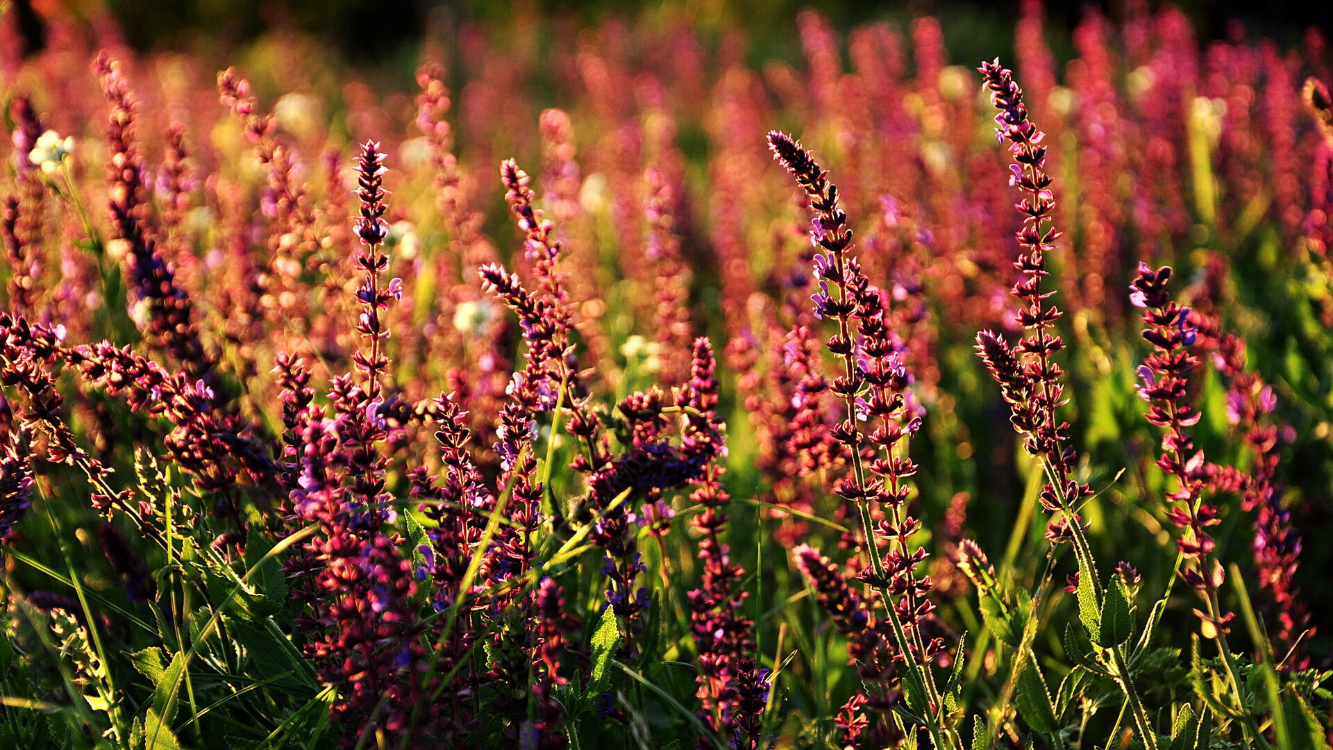 体育新闻中心发布体育原创内容质量保障标准，体育内容质量运营