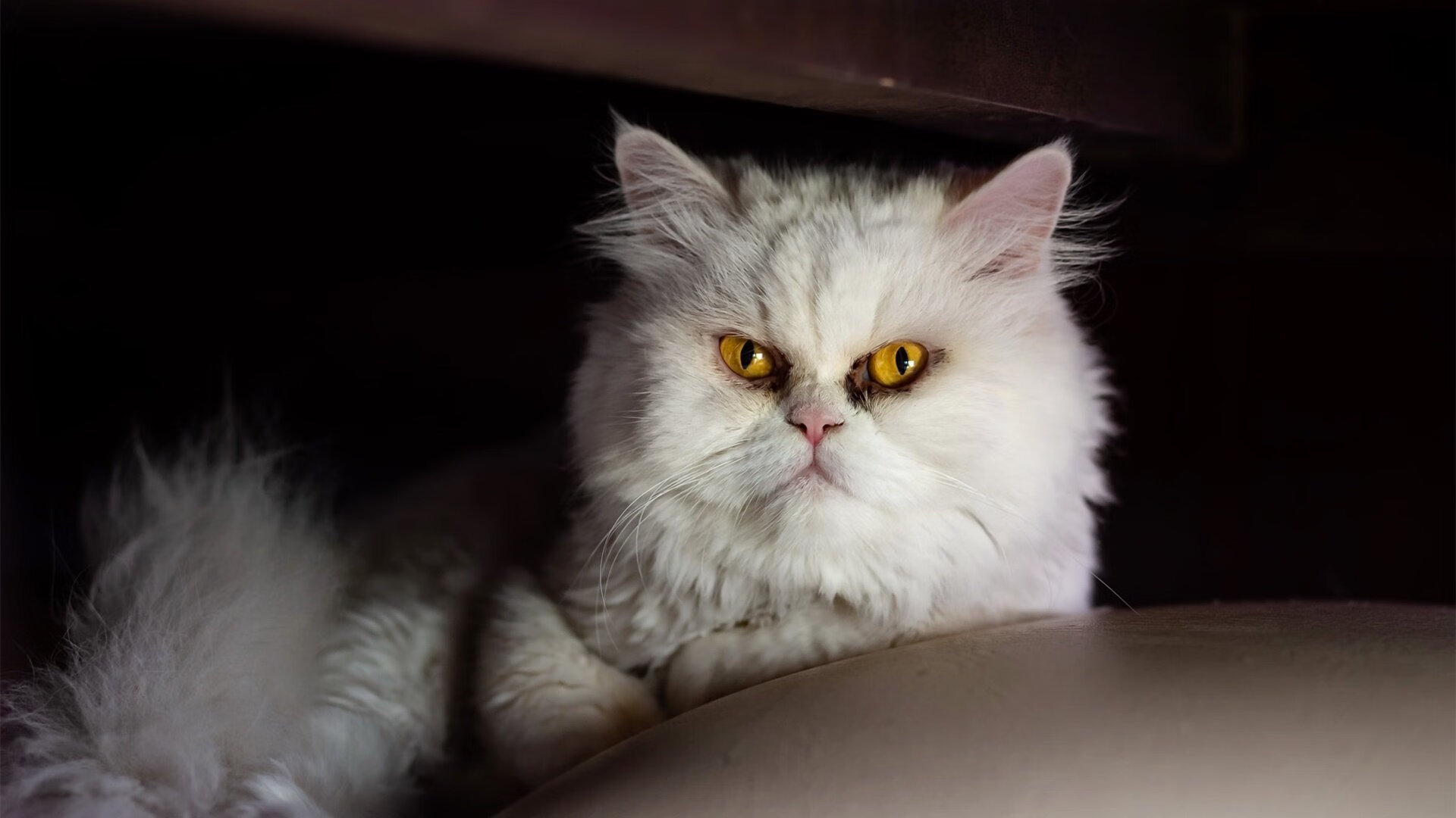 爱游戏官网-探索未来：澳大利亚队如何通过技术创新提升世界排名，澳大利亚球队怎么样