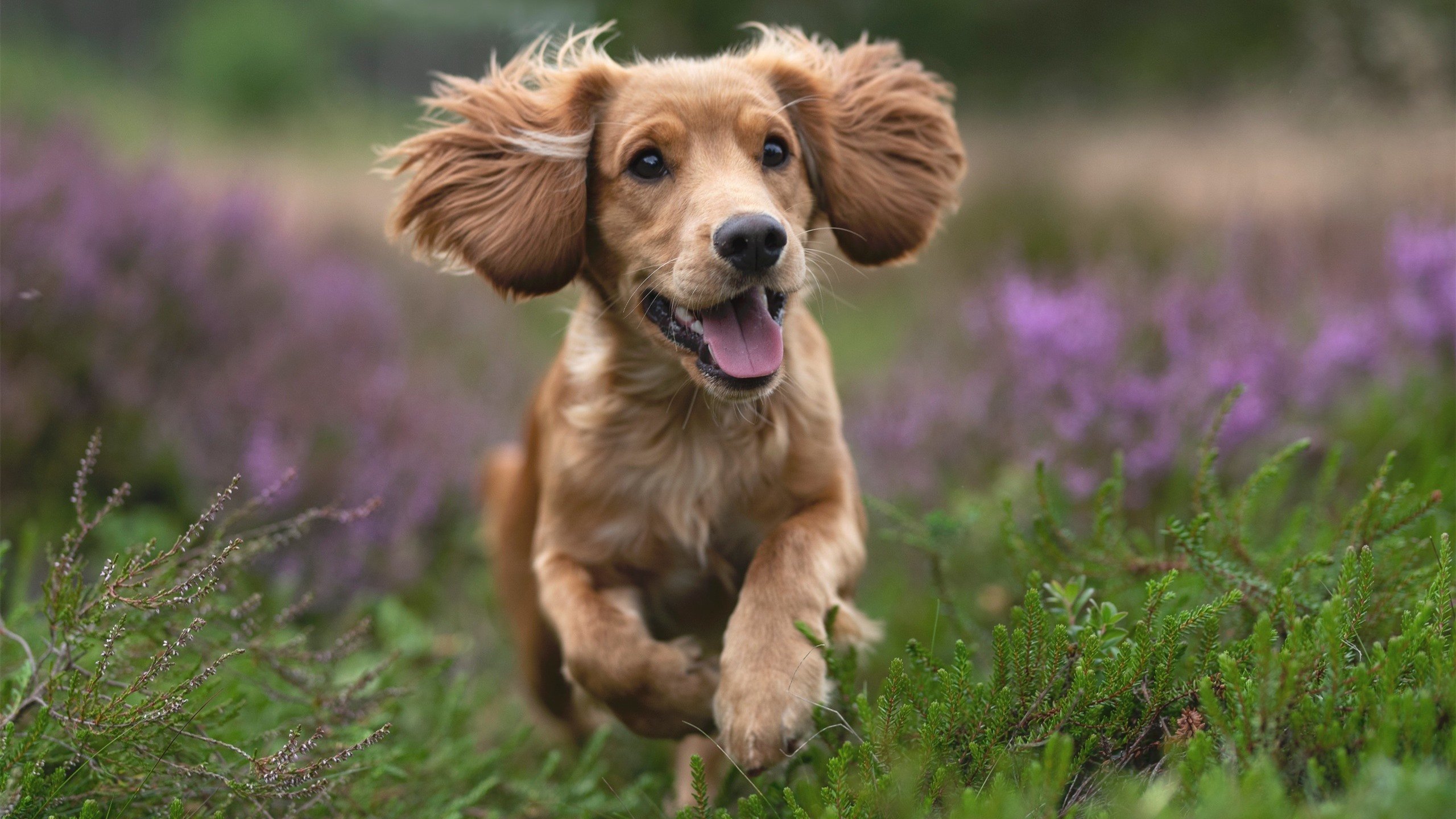 爱游戏中国官方登录入口网站-职业联赛缺乏外部监管机制，职业联赛体系