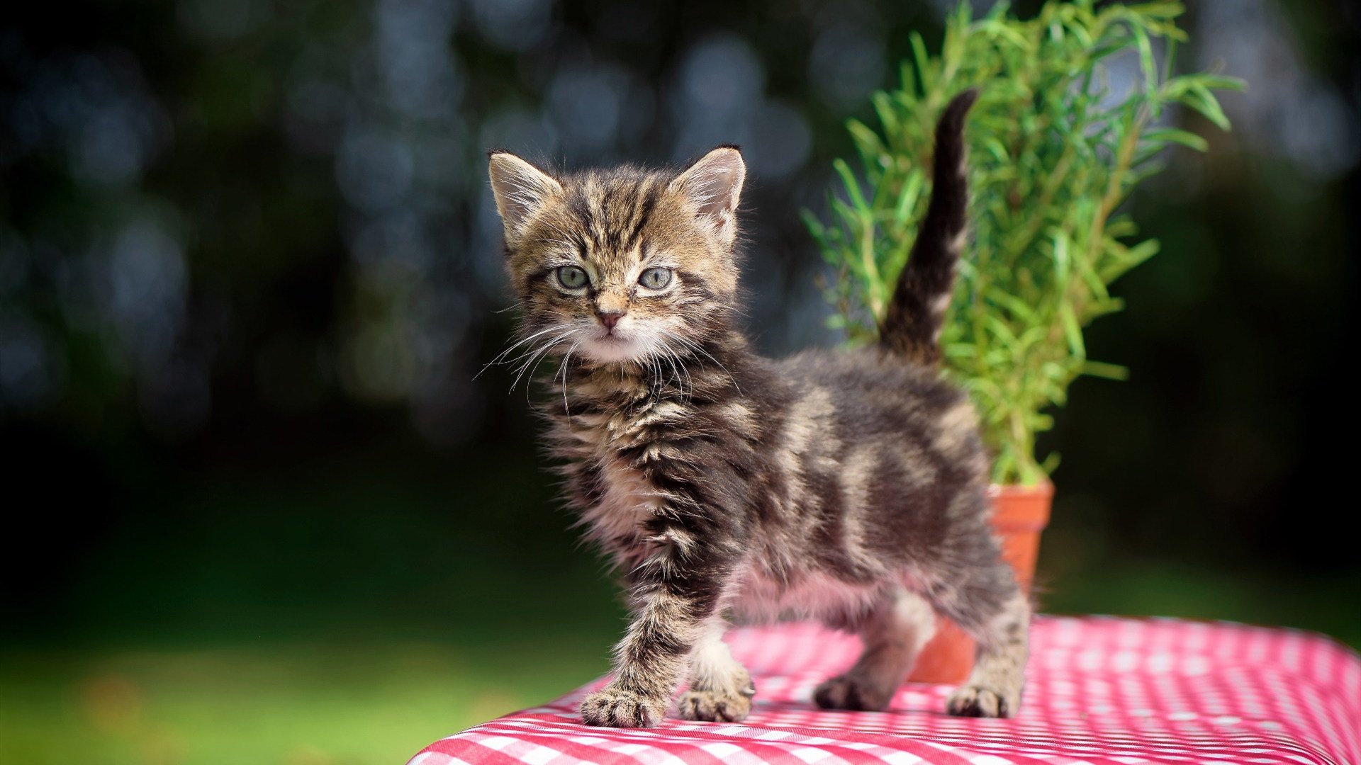 爱游戏 电竞-中国足球发布青训白皮书明确五年发展主要方向，中国足球的青训理念