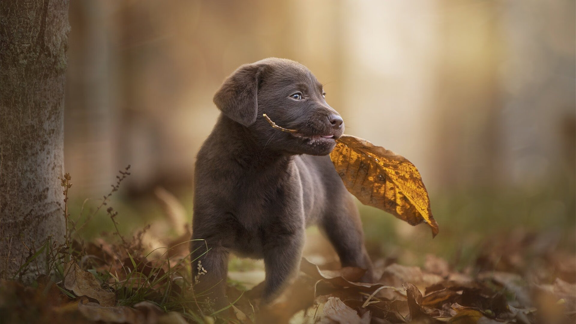 卡西尔·鲁索与麦迪逊·基尼完美诠释团队力量,西尔维奥·卡鲁索