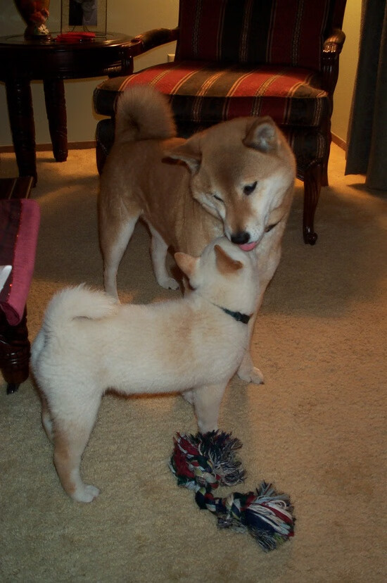 德甲突破极限：速度与力量的极致碰撞！，德甲冲刺速度最快球员