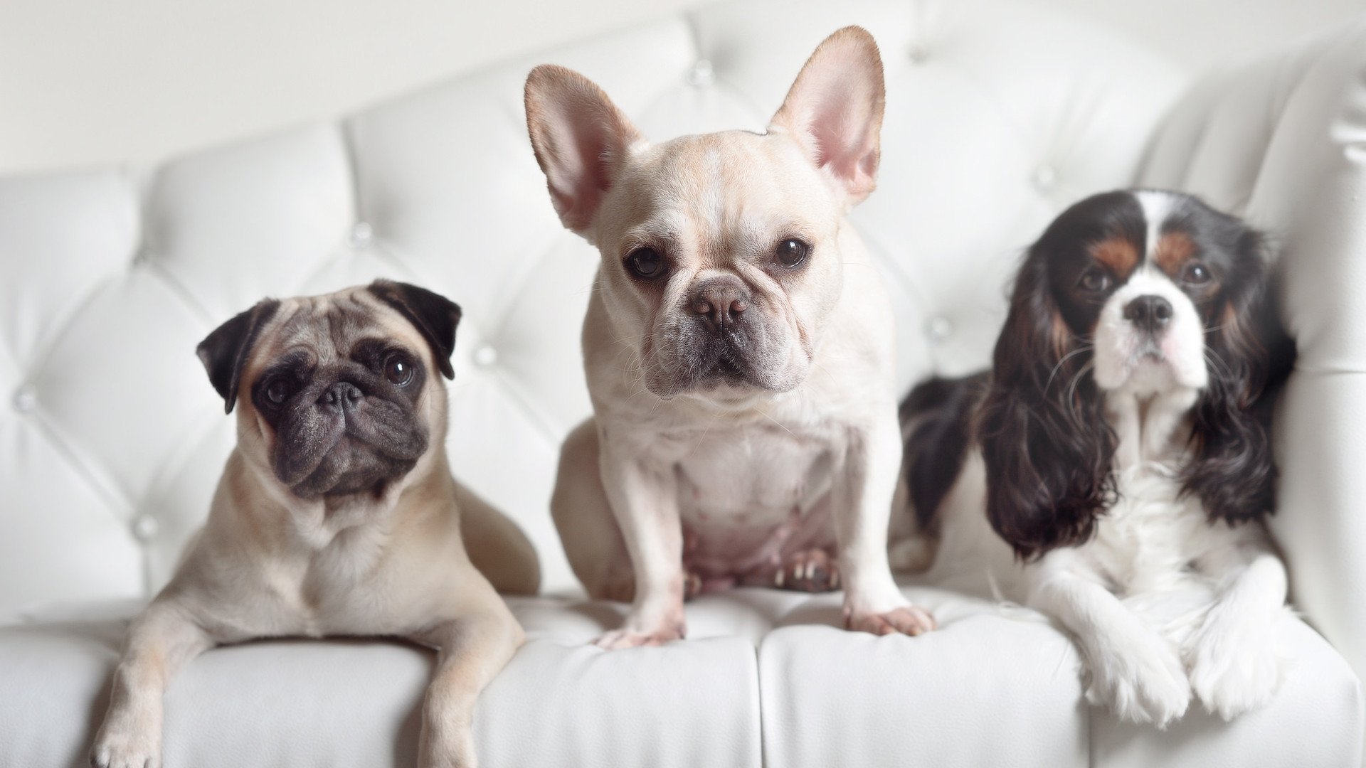 法甲新星继续崭露头角:未来领袖已出场!,法甲潜力球员