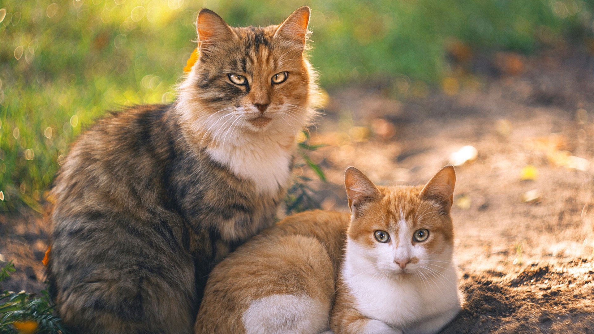 混合泳赛事比利时全面应战,混合泳预赛