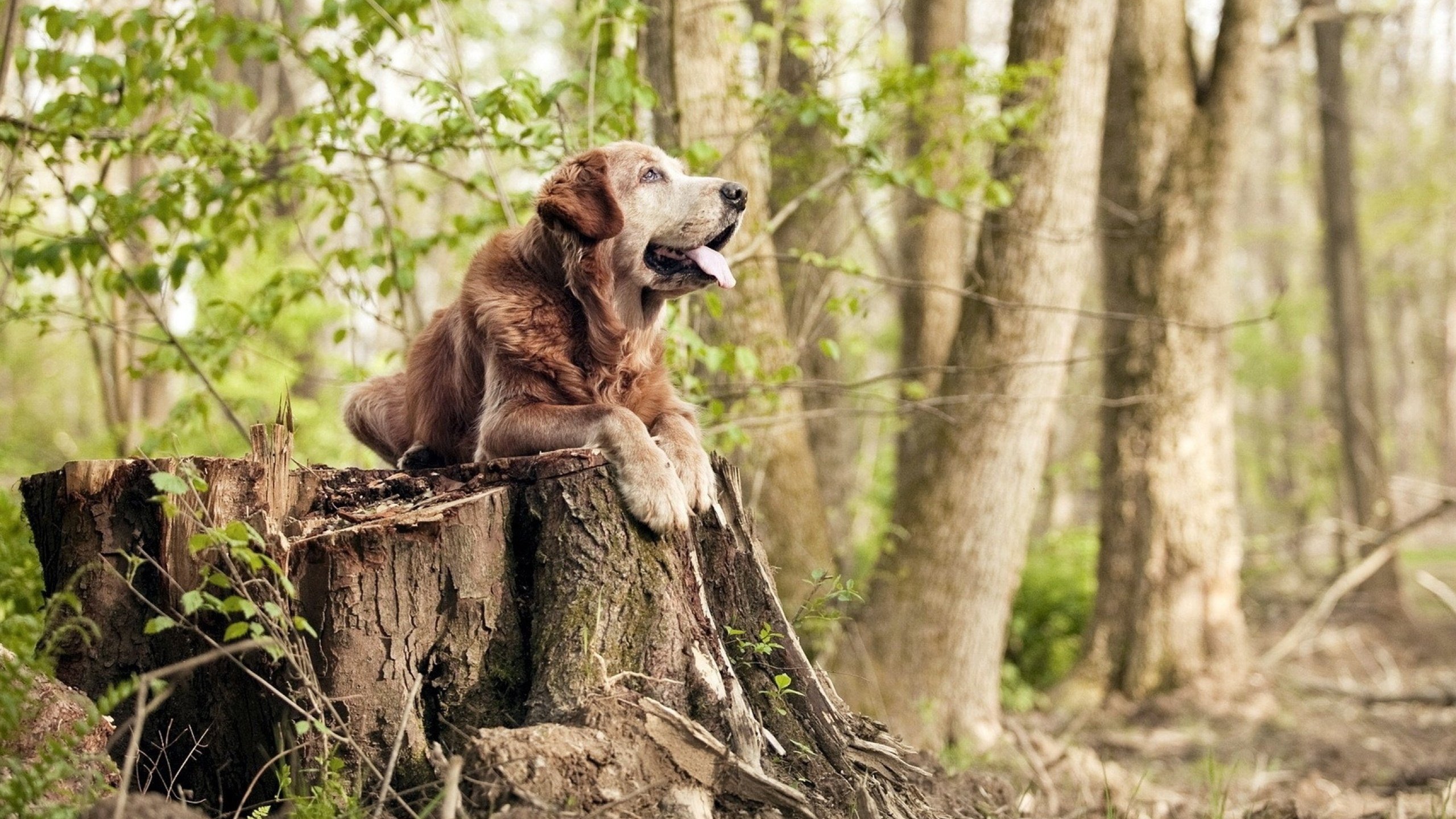 精彩绝杀致敬竞技之魂，竞技系列